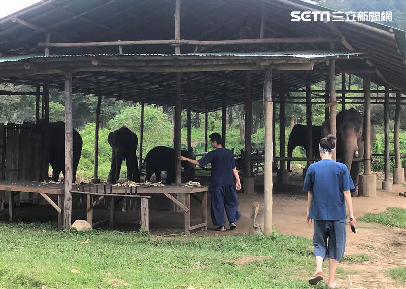 泰國有許多大象孤兒院.轉型成為觀光體驗園區