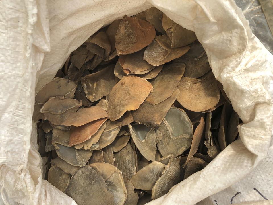 In this April 9, 2019, photo released by the National Parks Board, some of the 12 tons of pangolin scales worth around US$38.1 million are displayed in an undisclosed site in Singapore. Singapore has seized more than 25 tons of pangolin scales belonging to tens of thousands of the endangered mammals in two busts over the past week, a global record for such seizures. (National Parks Board via AP)