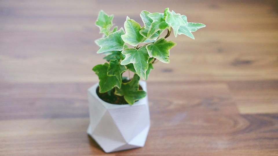 English ivy helps keep mold in air conditioner units from making you sick