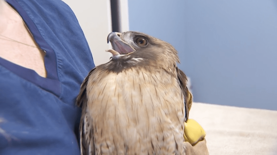 Red-tail hawk found wounded by pellet-gun fire in Pasadena