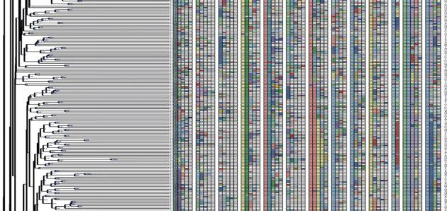 A small section of a cell lineage map produced using DNA Typewriter. (Allen Institute / UW Image)