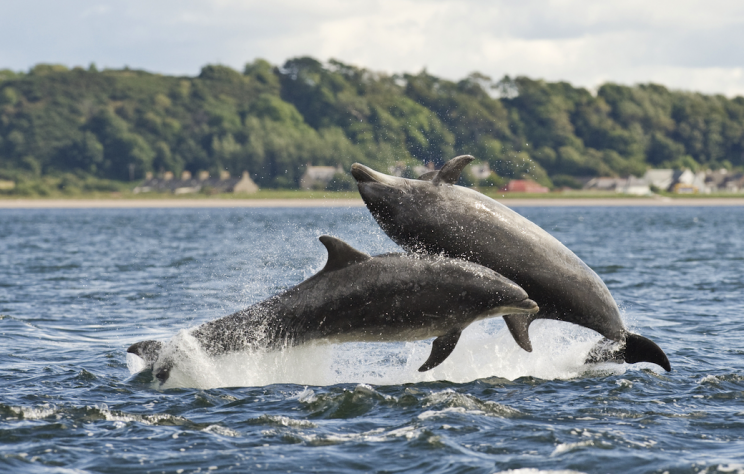 Dolphins are at increased risk of slaughter, environmental groups warn (Picture: REX Features)