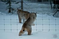 Parks Canada employee Alex Taylor snapped this photo when visitors to Banff National Park that a mother lynx and her kitten were attempting to cross the Trans-Canada Highway.