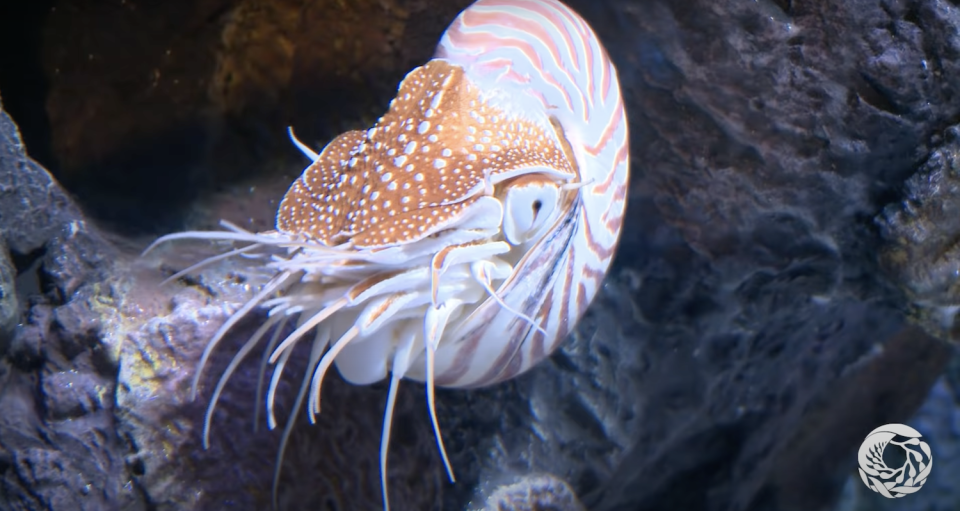 the legs coming out from the bottom of a shell encasing