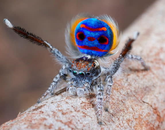 This is the peacock spider Maratus speciosus.