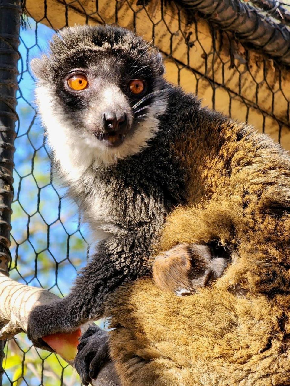 A mongoose lemur was born at the Charles Paddock Zoo in Atascadero in early April 2024. Mongoose lemurs are considered a “critically endangered” species due to deforestation and poaching, according to the International Union for Conservation of Nature’s Red List.