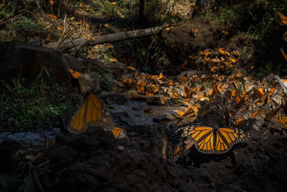 Mariposa Monarca