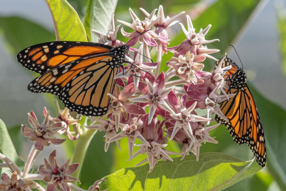 The nonprofit Transition Habitat Conservancy will host an open house on June 8 at the “Monarch Butterfly Migration Mapping and Waystation” in Pinon Hills.
