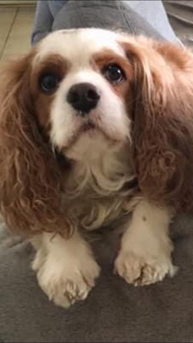 Photo shows Toby, a six-year-old cavalier who died three weeks after his friend Jaxon.