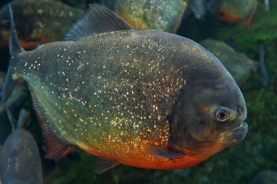 The country has seen a string of piranha attacks in recent weeks   (AFP via Getty Images)