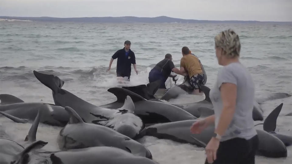In this image from a video, rescuers try to help whales stranded on Cheynes Beach east of Albany, Australia Tuesday, July 25, 2023. Nearly 100 pilot whales stranded themselves on a beach in western Australia Tuesday, and about half had died by Wednesday morning, despite the efforts of wildlife experts and volunteers to save them. (Australian Broadcasting Corp. via AP)