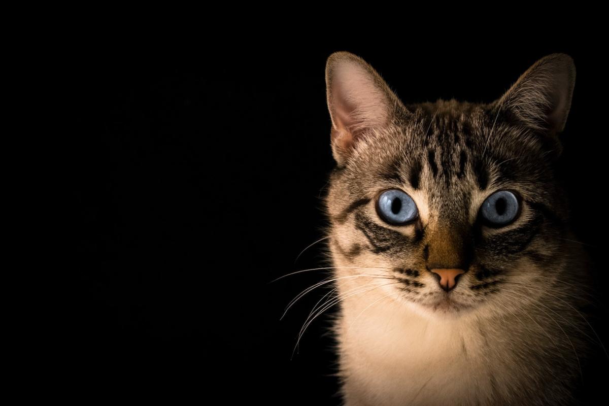 VIDÉO. Le ronronnement de chat le plus fort du monde ! - Sciences