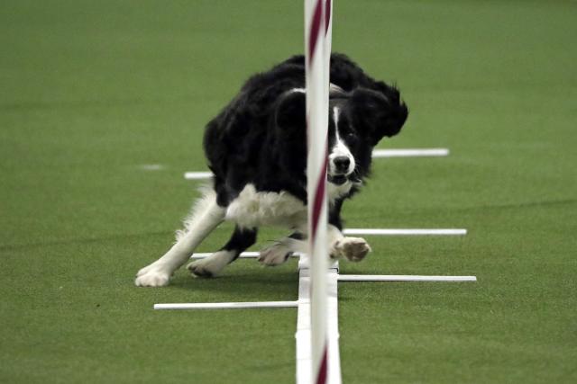 How to Train a Border Collie Puppy - Zigzag