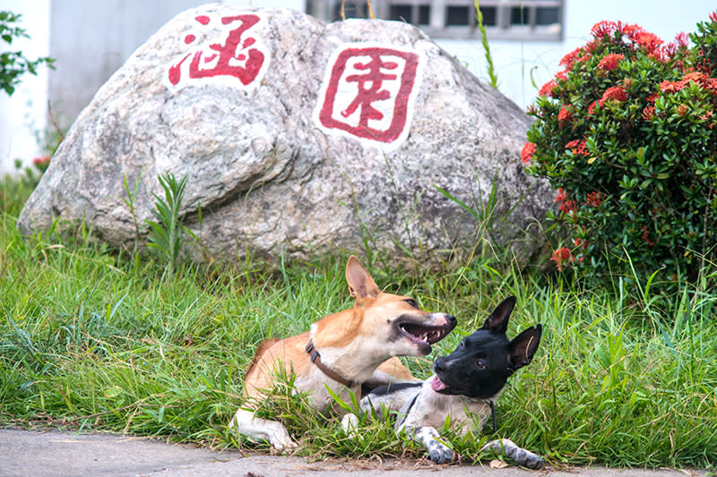 台東涵園民宿環境照，圖片由台東涵園民宿提供
