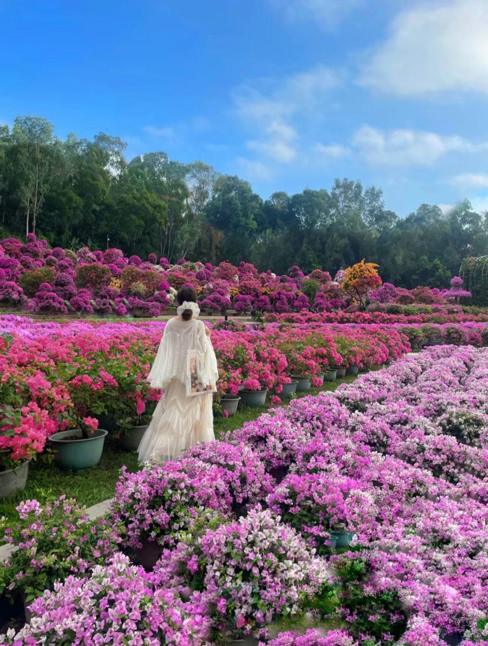 深圳好去處｜福田區簕杜鵑花展開催！漫山遍野彩色花海、粉紅打卡風車、簕杜鵑隧道（附前往方法）