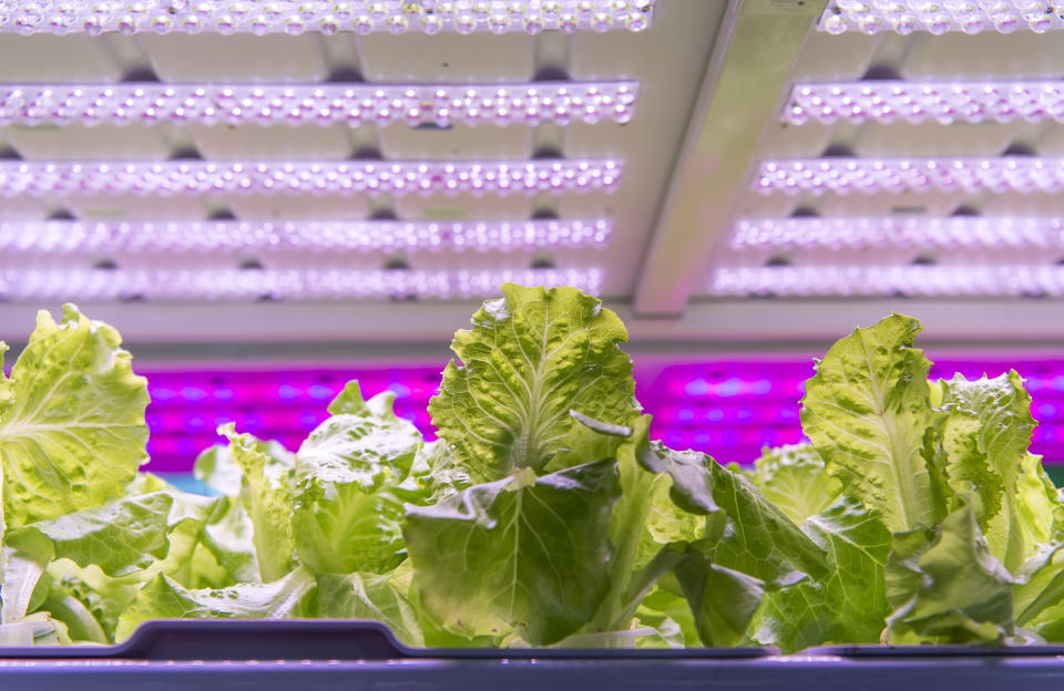 Grow your veggies indoors using an LED light and other hydroponic gardening tools. (Photo: Getty)