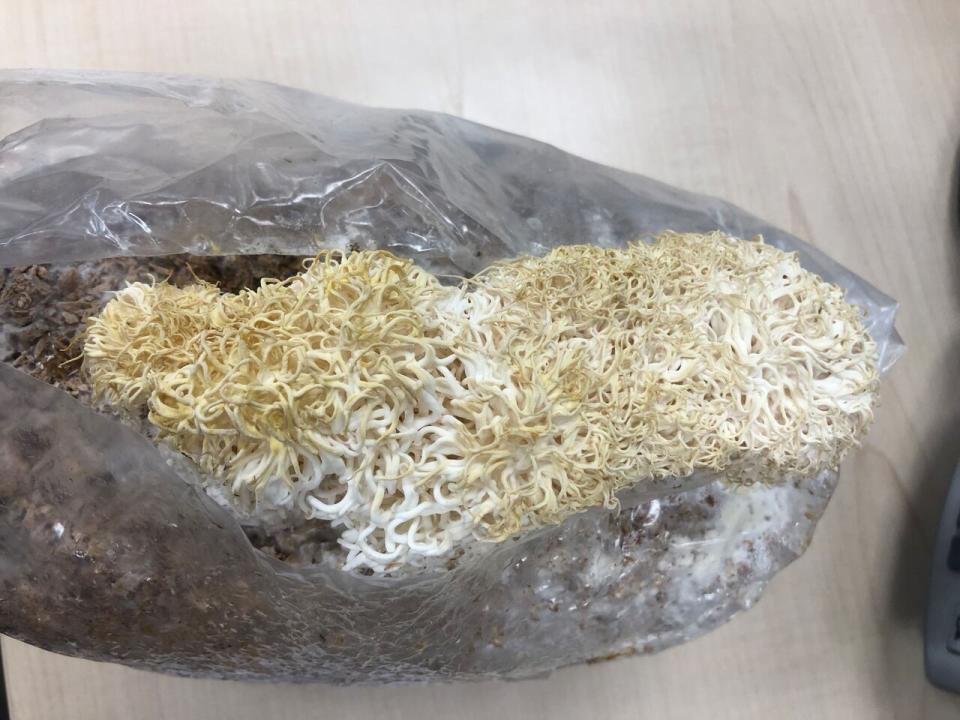 A close-up of a fresh crop of lion's mane mushrooms growing in one of the kits. 