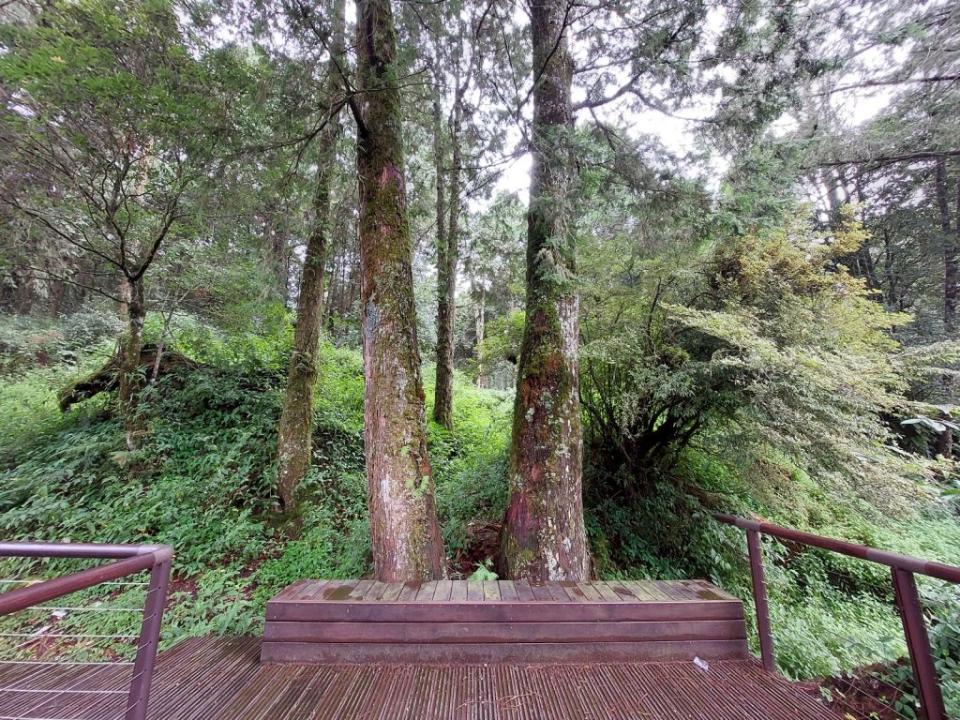 水山療癒步道內療癒空間「森之座」。（林務局提供）