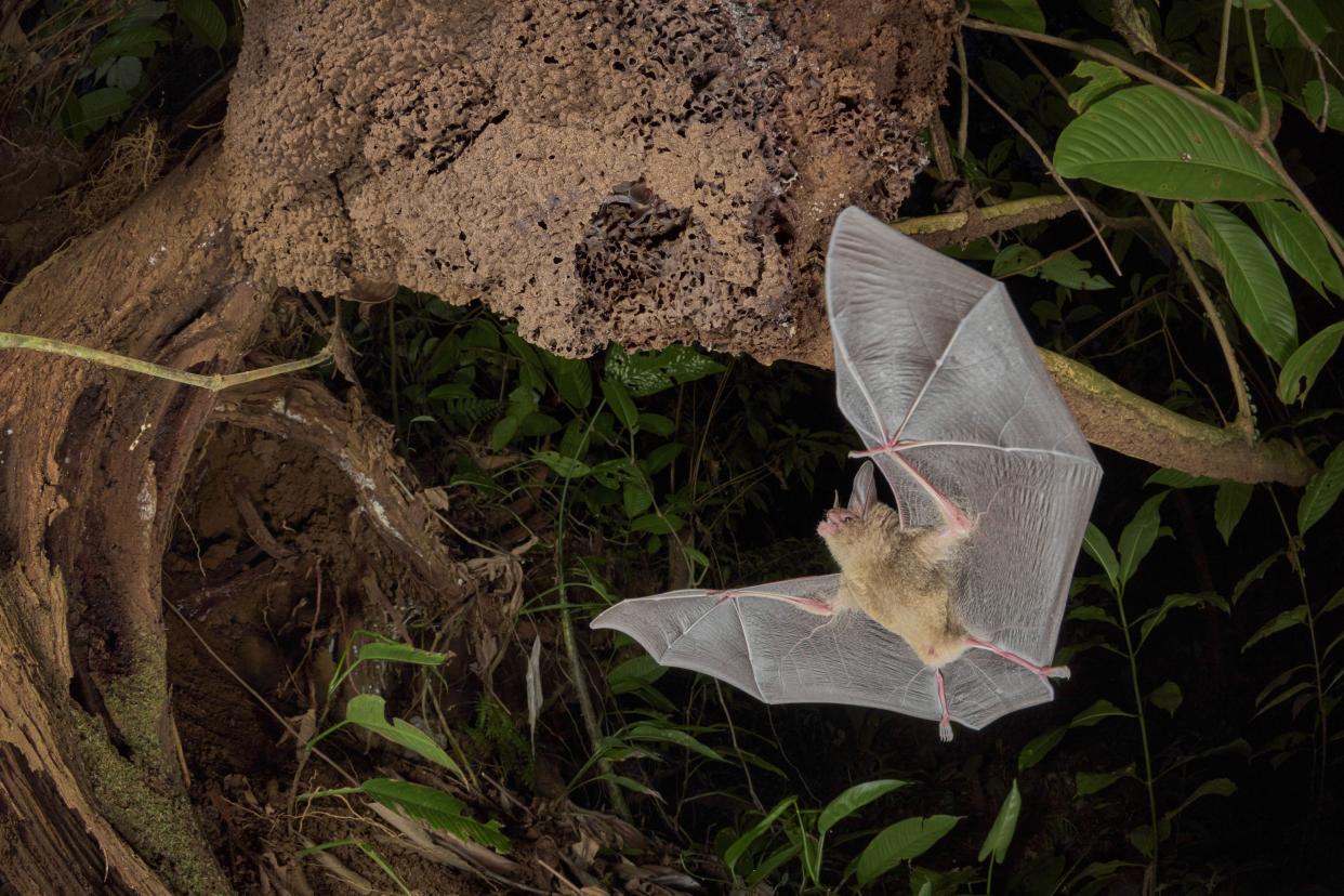 A pygmy round-eared bat returns to its termite-nest home