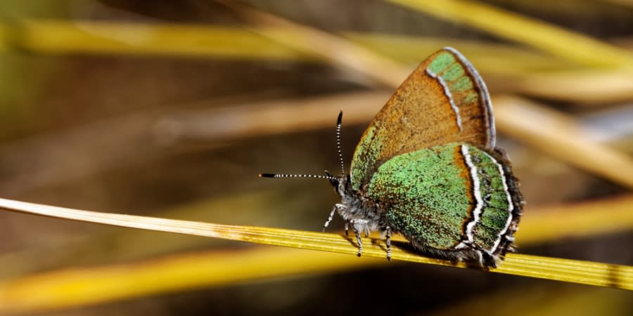 State butterfly: The Sandia hairstreak. | Photo Courtesy: NM Sec. of State