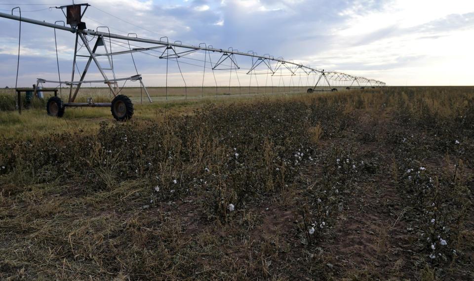 Cotton struggles in a field near an off irrigation system, Tuesday, Oct. 4, 2022, near Plainview, Texas. Drought and extreme heat have severely damaged much of the cotton harvest in the U.S., which produces roughly 35% of the world's crop. (AP Photo/Eric Gay)