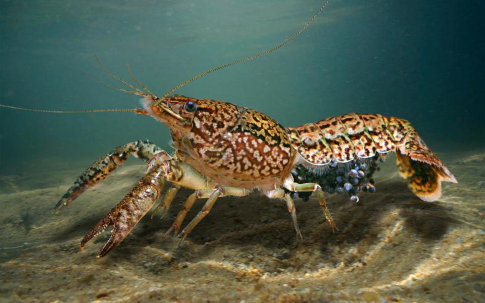 The crayfish don't need males to reproduce -  Paulo Oliveira / Alamy Stock Photo