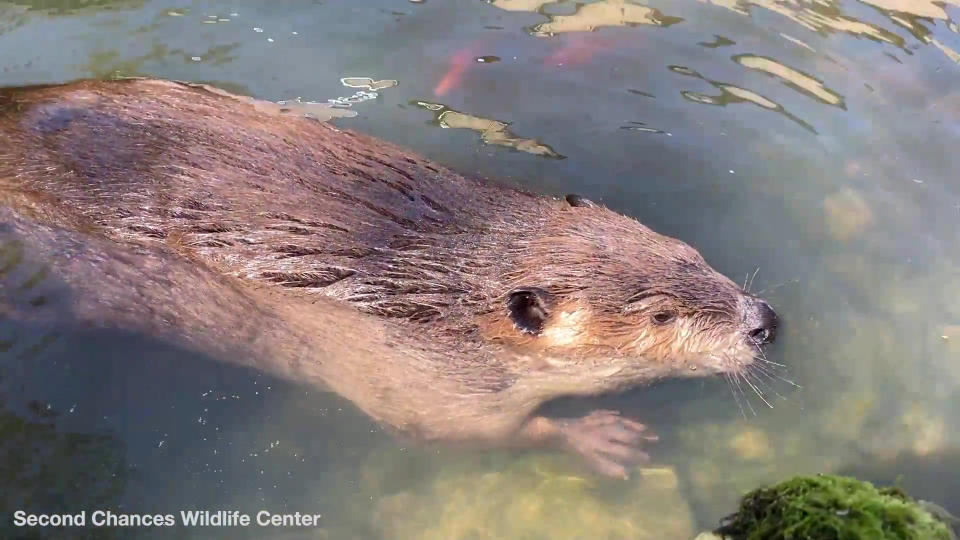 Meet Justin Beaver - the 'educational rodent' who visits schools and regularly steals his keeper's belongings -- to build a dam. JB is a licensed educational animal who was rescued three years ago and came into the care of 'Second Chances Wildlife Center'. But new 'mum' Brigette Brouillard revealed having a baby beaver was not easy as JB's instincts made him steal everyday items from her house and arrange them in the style of a dam. He is also partial to gnawing at anything wooden and doesn't know the difference between a lump of wood and an antique dresser.
