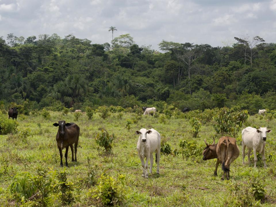 In 2017 Brazilian company JBS was fined $8 million for buying cattle from farms that were on illegally deforested land (file photo): Getty Images/iStockphoto
