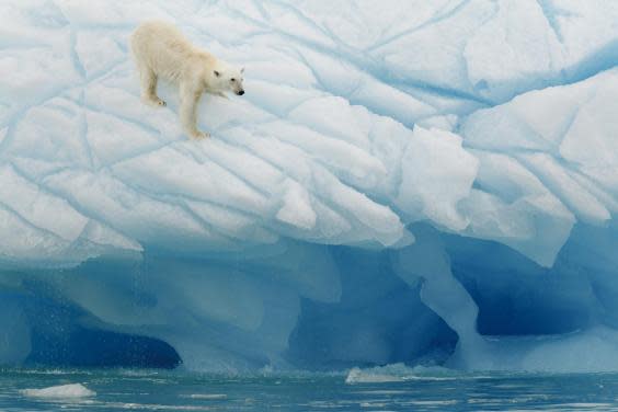Go polar bear spotting (iStock)