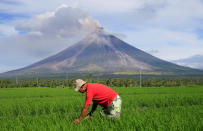 <p>Obwohl der Mayon Asche und Lava spuckt, geht ein Bauer weiter seiner Arbeit nach. Die Rauchwolken des Vulkans sind auf den Philippinen kilometerweit zu sehen. 74.000 Menschen sollen sich mittlerweile in Sicherheit gebracht haben. (Bild: REUTERS/Romeo Ranoco) </p>