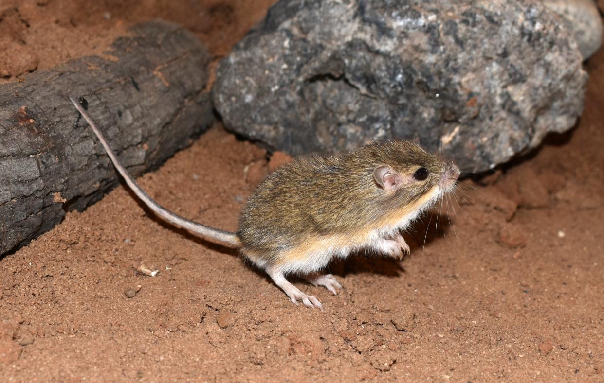 A hispid pocket mouse, Chaetodipus hispidus