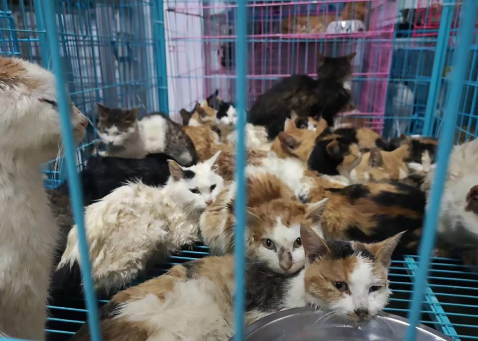 The surviving cats are seen in a blue cage at an animal shelter in Hainan.