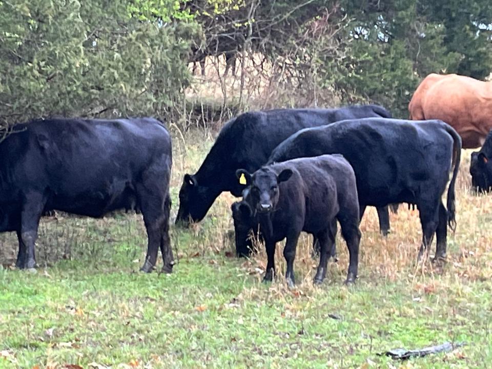 Cattle graze at the Tillman family farm in Mt. Juliet. There are currently 44 cows on the property.