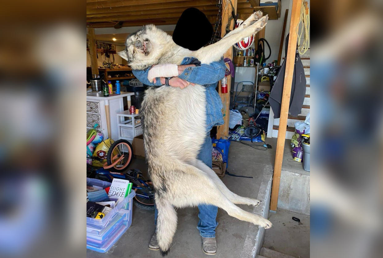 An unknown man holds up a gray wolf.