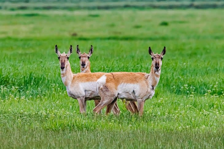 Three heads are better than one. Pronghorn at Grand Teton National Park.