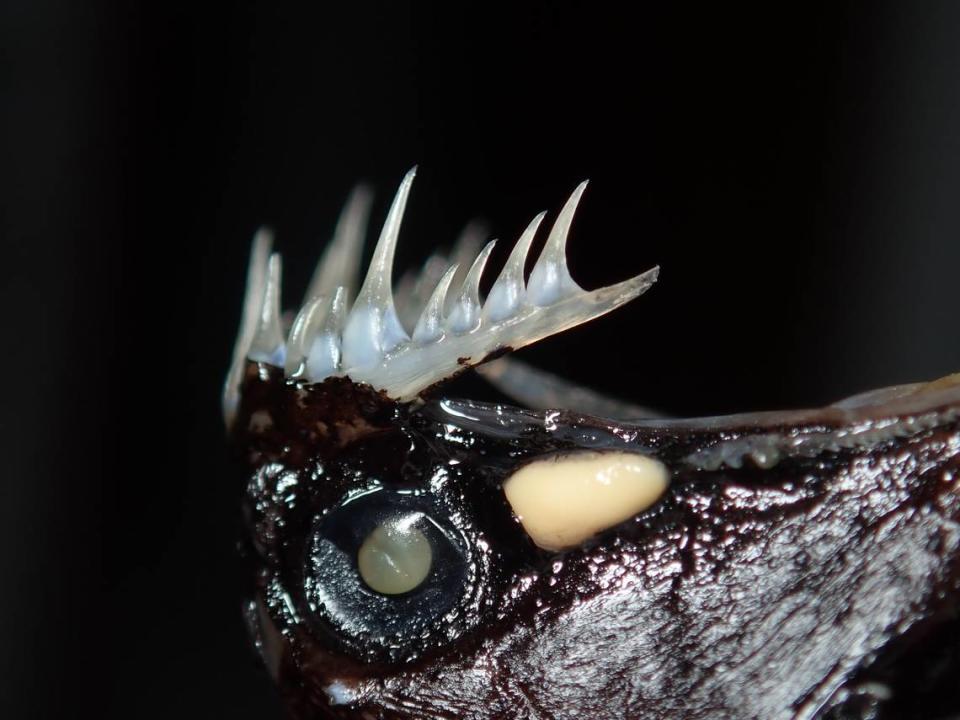 A close-up photo of the horns-up dragonfish’s teeth.