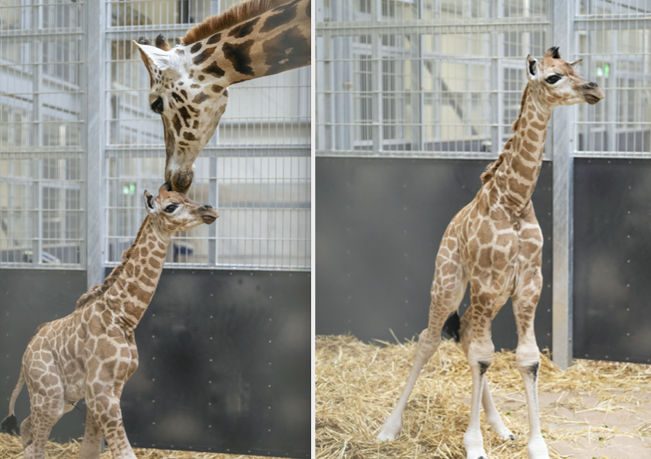 The baby giraffe was soon walking tall and is now said to be thriving. (SWNS)