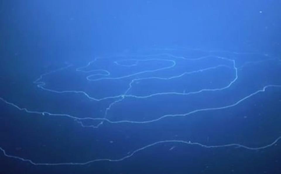 Underwater explorers found the 150 foot (46 metre) long UFO-like creature, known as a siphonophore, in the deep sea canyons near Ningaloo reef in Western Australia. (SWNS) 