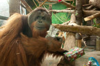 Kutai the orangutan opens holiday gifts at the Oregon Zoo’s annual "Presents for Primates" event. Each December, the zoo’s chimpanzees and orangutans receive food-filled gift boxes and quilts from their "Secret Santas," the zoo's primate keepers.