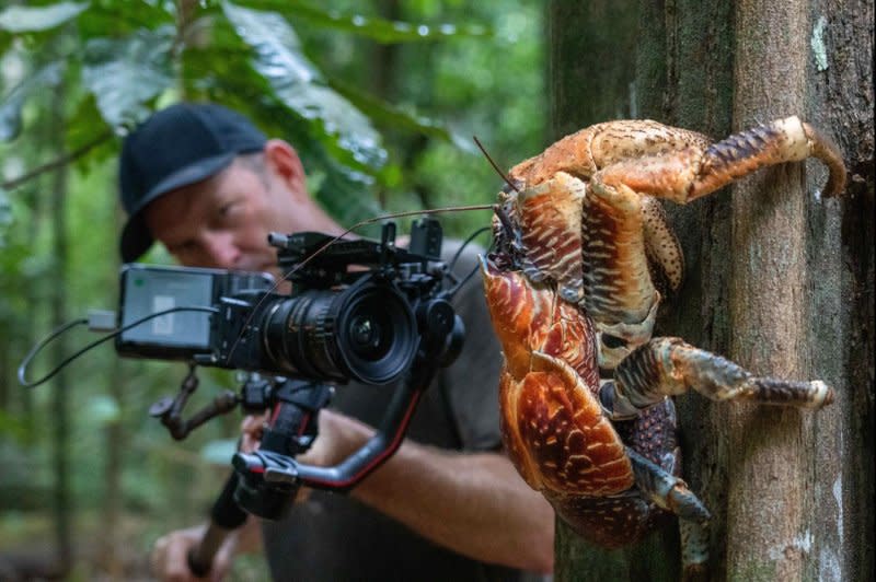 A robber crab poses for the camera in "Incredible Animal Journeys." Photo courtesy of National Geographic/Disney