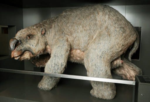 A reconstructed model of a "diprotodon", an ancient rhino-sized mega-wombat, is seen at the Australian Museum in Sydney on Thursday. Australian scientists Thursday unveiled the biggest-ever graveyard of diprotodons, with the site potentially holding valuable clues on the species' extinction. The remote fossil deposit in outback Queensland state is thought to contain up to 50 diprotodon skeletons