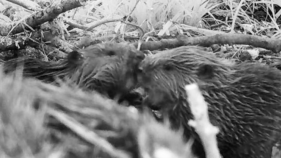 The beaver kits are the second and third to be born on the Holnicote Estate since beavers were reintroduced in 2020 (National Trust/PA) (PA Media)