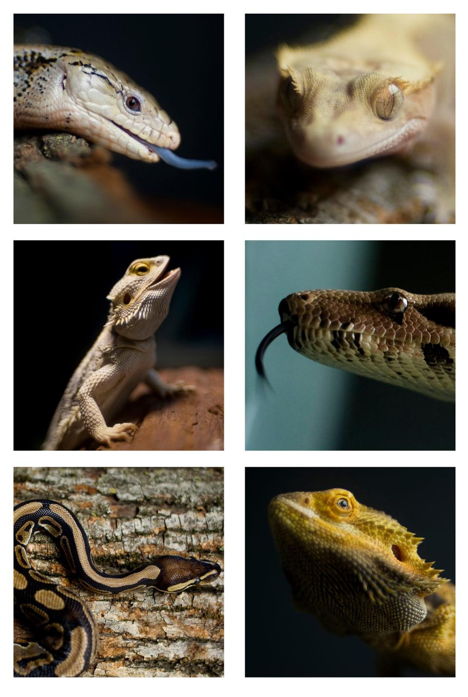 Reptiles often get a a bad rap according to Chris and Carrie Ulrich with the Tri-State Herpetological Society, an Evansville-based nonprofit, that rescues found and abandoned snakes and lizards. Pictured are, clockwise from top left, a blue-tongued skink, a crested gecko, a red-tailed boa constrictor, a male bearded dragon, a ball python and a female bearded dragon.