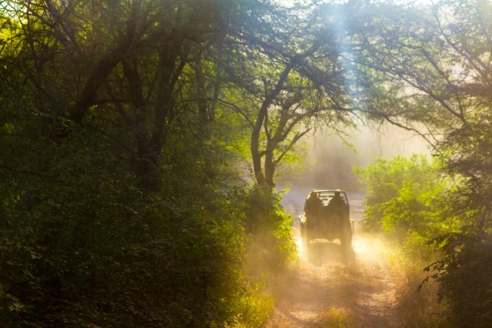 Safari Wilderness via Getty Images