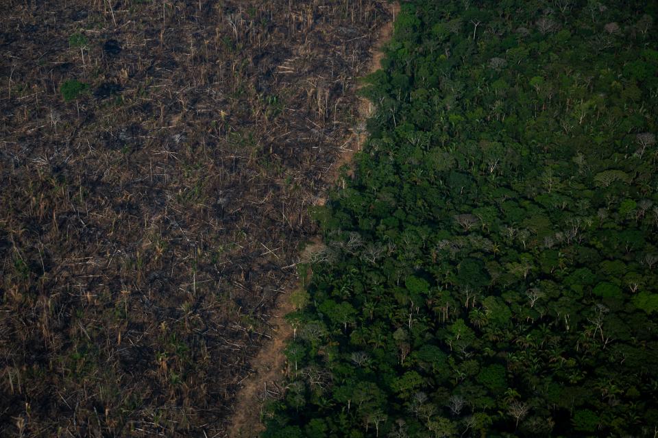 An aerial view shows starkly how a road bisects a brown, deforested area of the rain forest and a deep-green section where trees have not been cut down.