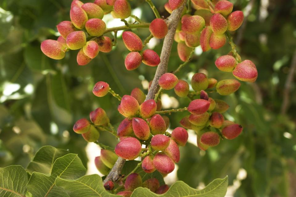 close up of ripening pistachio on tree