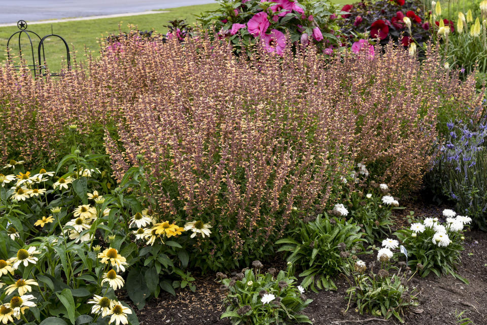 This image provided by Proven Winners shows Meant to Bee Queen Nectarine hummingbird mint plants growing in a garden bed. The 2023 introduction is beloved by bees. (Proven Winners via AP)