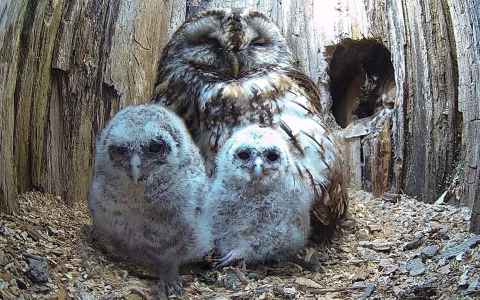 Robert E Fuller barn owls video