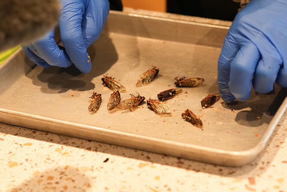 Zach Lemann, curator of animal collections for the Audubon Insectarium, prepares cicadas for eating at the insectarium in New Orleans, Wednesday, April 17, 2024. The insectarium plans to demonstrate ways to cook cicadas at the little in-house snack bar where it already serves other insect dishes. (AP Photo/Gerald Herbert)