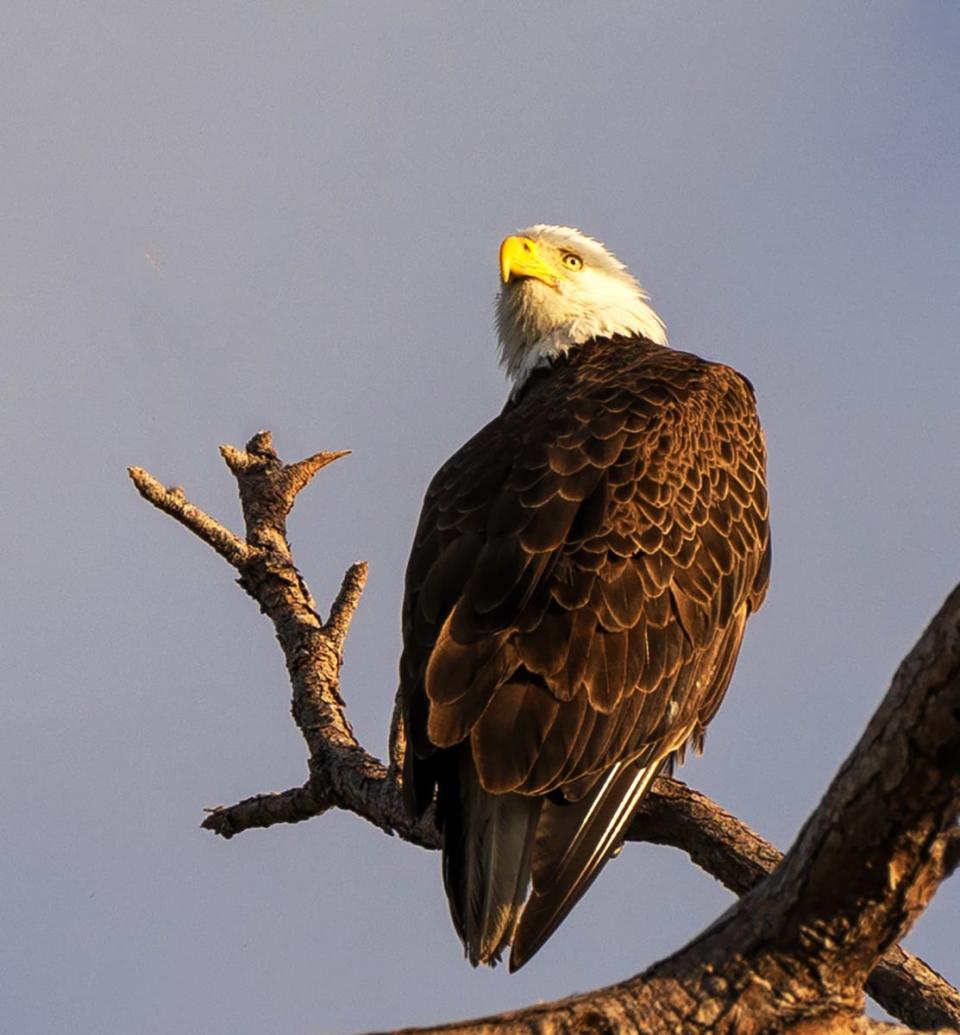 Kathleen Colligan of Bokeelia took this photograph of a bald eagle on Pine Island. Taken with a Sony A7iii.